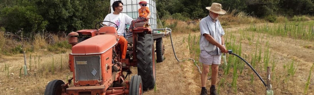 Arrosage, en particulier pour les jeunes plants